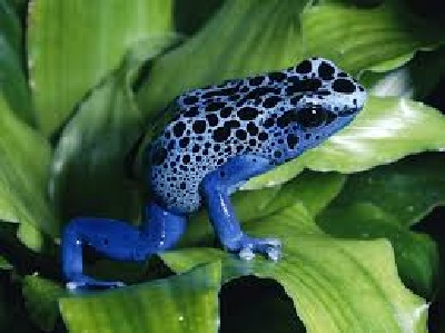 Living Things: Purple Frog with Black Spots On a leaf